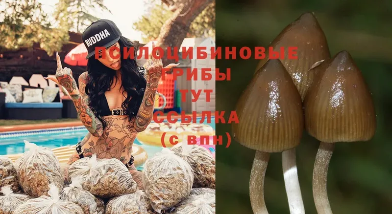 Псилоцибиновые грибы Cubensis  Кологрив 